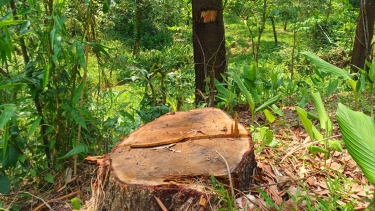 পরিবেশ রক্ষায় ঢাকাসহ সারা দেশে গাছ কাটা বন্ধে রিট