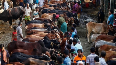 আফতাবনগরে গরুর হাট না বসানোর আদেশ বহাল