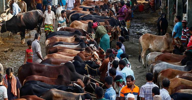 আফতাবনগরে গরুর হাট না বসানোর আদেশ বহাল।