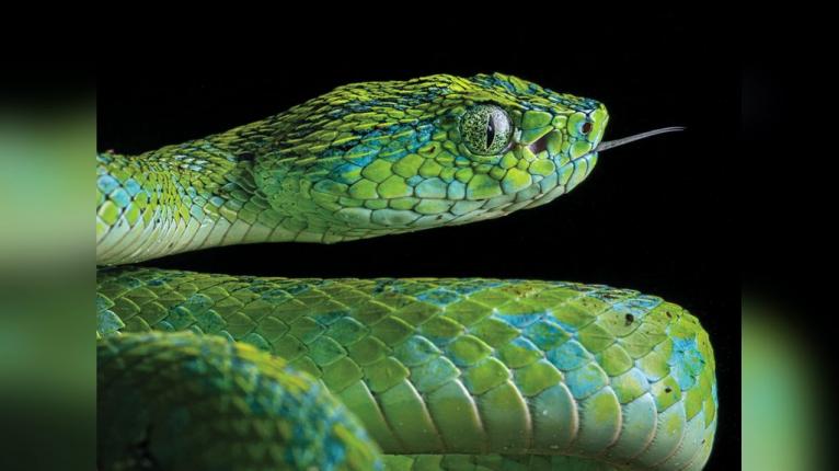Searching for one of the world’s most beautiful snakes