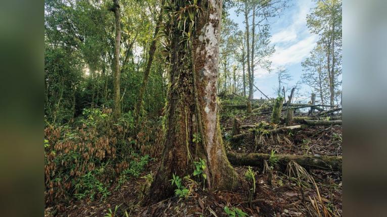 Searching for one of the world’s most beautiful snakes