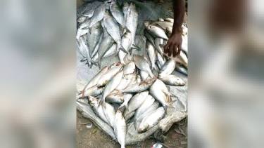 অভিযানে জব্দ করা ইলিশ মাদ্রাসার কথা বলে বাসায় নিয়ে গেলেন শিক্ষক