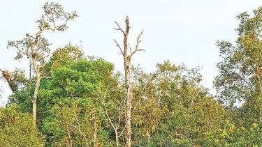 <small>গবেষণার ফলাফল</small> সুন্দরবনের ৩৯ শতাংশ সুন্দরী গাছ আগামরা রোগে আক্রান্ত
