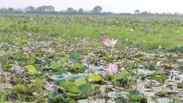 মৌলভীবাজারের আটাইকিরি পদ্মবিলে ফুটেছে সাদা-গোলাপি পদ্ম